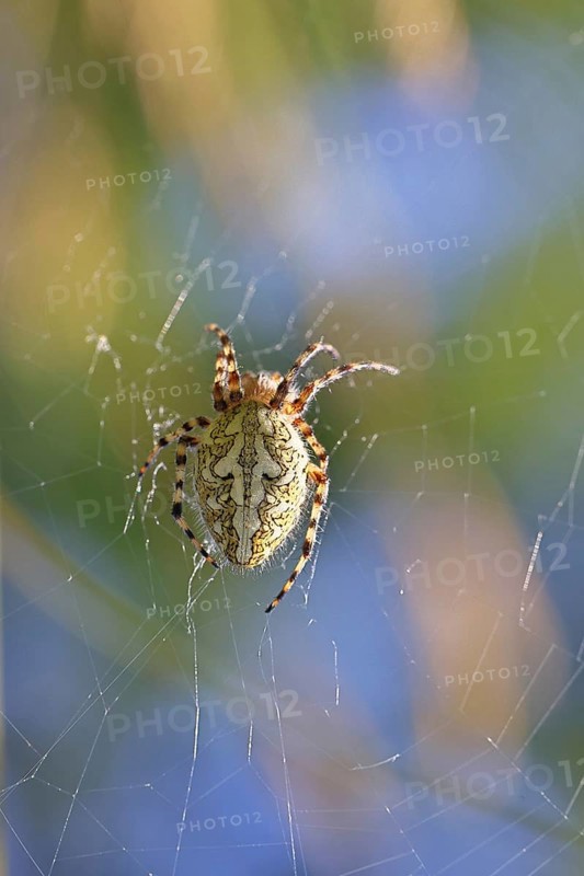 Aculepeira ceropegia, (Araneus ceropegia), macro photograph, spider, arachnid, Wilnsdorf, North Rhine-Westphalia, Germany