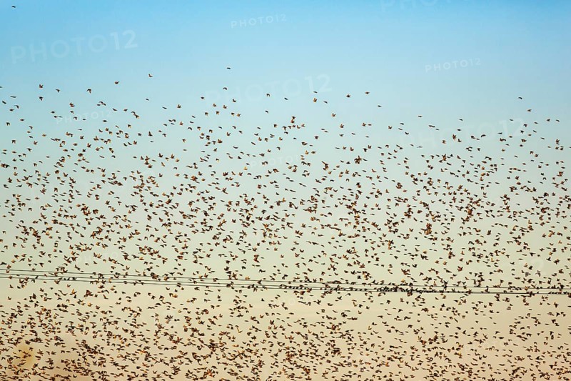 A flock of soaring starlings (Sturnus vulgaris) in the evening sky, full-frame, Camargue Regional Natural Park, France