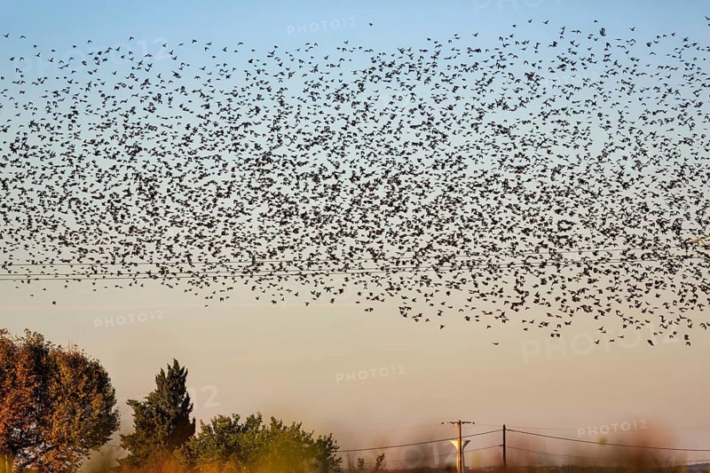 A flock of soaring starlings (Sturnus vulgaris) in the evening sky, Camargue Regional nature park Park, France