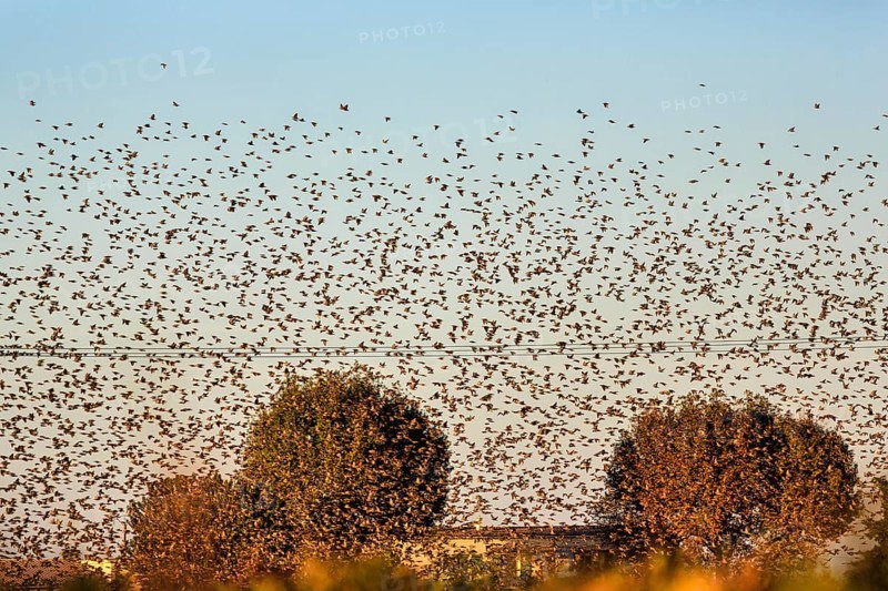 A flock of starlings (Sturnus vulgaris) landing in a field, Camargue Regional nature park Park, France