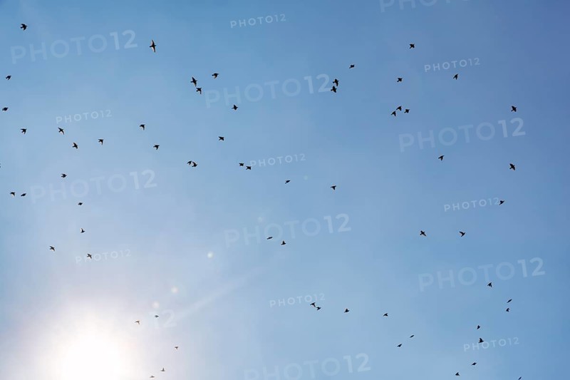 Starlings (Sturnus vulgaris) flying in the blue sky, sunbeams, Camargue Regional nature park Park, France