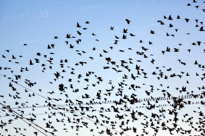 A flock of soaring starlings (Sturnus vulgaris), full-size, Camargue Regional nature park Park, France