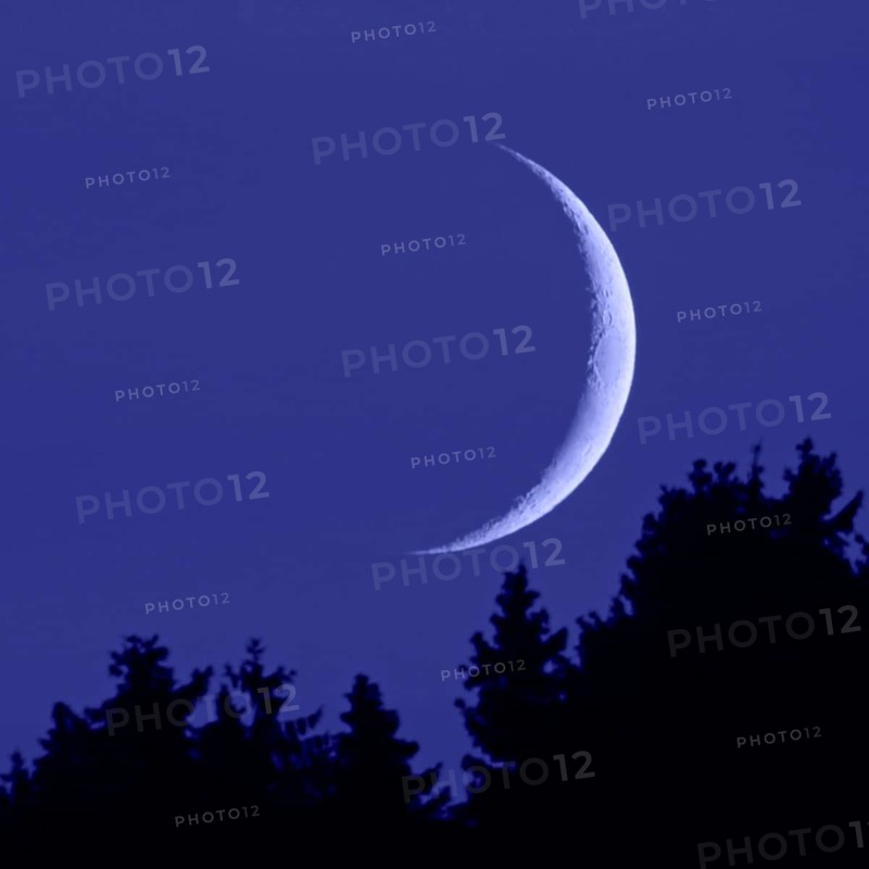 Crescent moon... Moon in the dark night sky, narrow, waxing moon in crescent shape above fir tops, fir tops, first quarter or waxing crescent, Lower Rhine, Sauerland, North Rhine-Westphalia, Germany, Western Europe
