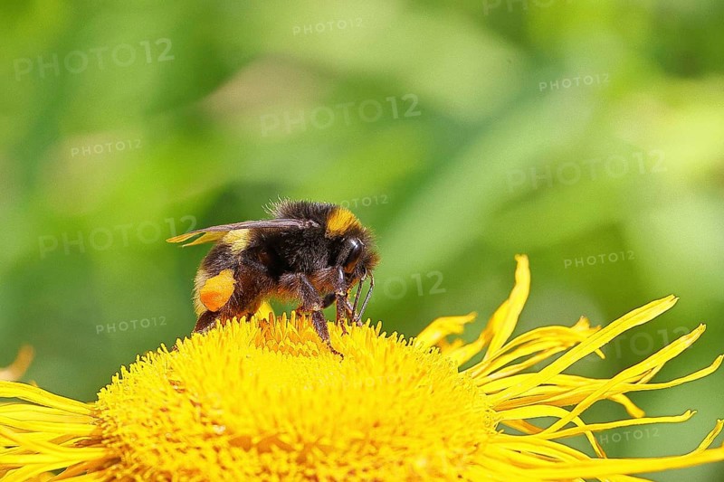 Earth bumblebee (Bombus terrestris), with pollen cup, collecting pollen on a yellow flower of a Great Telekie (Telekia speciosa), Wilnsdorf, North Rhine-Westphalia, Germany