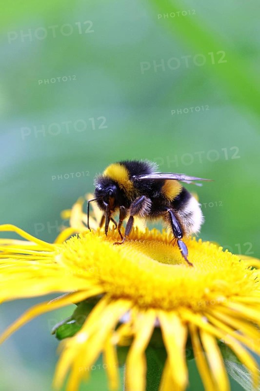 Earth bumblebee (Bombus terrestris), collecting pollen on a yellow flower of a Great Telekie (Telekia speciosa), Wilnsdorf, North Rhine-Westphalia, Germany