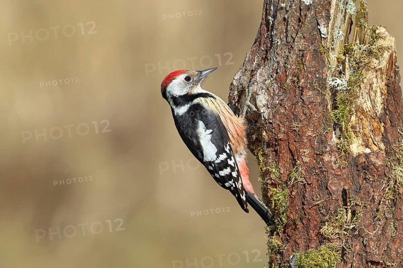 Middle spotted woodpecker (Dendrocopos medius) foraging on the trunk of an oak (Quercus), Wilnsdorf, North Rhine-Westphalia, Germany
