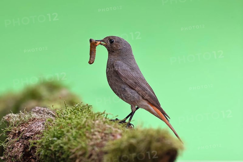 Black redstart (Phoenicurus ochruros), with a caterpillar as prey in its beak on a moss-covered tree stump in a garden, Wilnsdorf, North Rhine-Westphalia, Germany