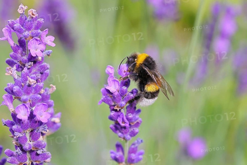 Ground bumblebee (Bombus terrestris), on a lavender flower (Lavandula angustifolia), macro photograph, bokeh in the background, Wilnsdorf, North Rhine-Westphalia, Germany