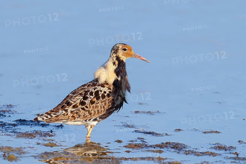 Ruff, (Philomachus pugnax), male looking for food, standing in shallow water, wildlife, animals, birds, snipe family, Ziggsee, Lake Neusiedl National Park, Seewinkel, Burgenland, Austria