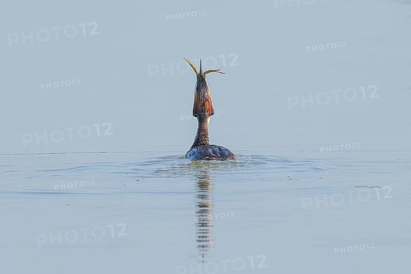 Great Crested Grebe (Podiceps Scalloped ribbonfish) adult bird swallows preyed pond frog (Pelophylax esculentus), animal photo, bird, bird species, nature photo, wildlife, fauna, Ziggsee, Lake Neusiedl National Park, Seewinkel, Burgenland, Austria, Eastern Europe