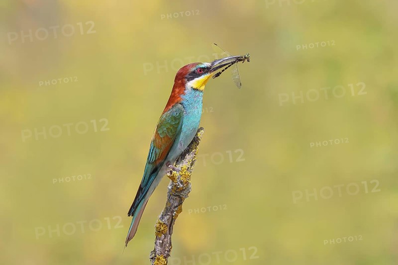 Bee-eater (Merops apiaster) sitting on a branch, with caught Onychogomphus forcipatus (Onychogomphus forcipatus), breeding, wildlife, migratory bird, raptor, animals, birds, Lake Neusiedl National Park, Seewinkel, Burgenland, Austria, Eastern Europe