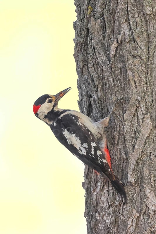 Blood woodpecker (Dendrocopos syriacus) male, looking for food on a tree trunk, wildlife, animals, birds, woodpeckers, Ziggsee, Lake Neusiedl National Park, Seewinkel, Burgenland, Austria, Eastern Europe