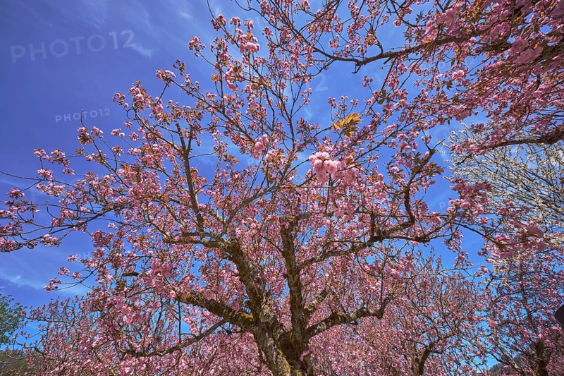 Blossoming trees, Japanese flowering cherry (Prunus serrulata), frog perspective, blue sky, cirrostratus clouds, Berchtesgaden spa gardens, Berchtesgaden, Upper Bavaria, Berchtesgadener Land district, Bavaria, Germany