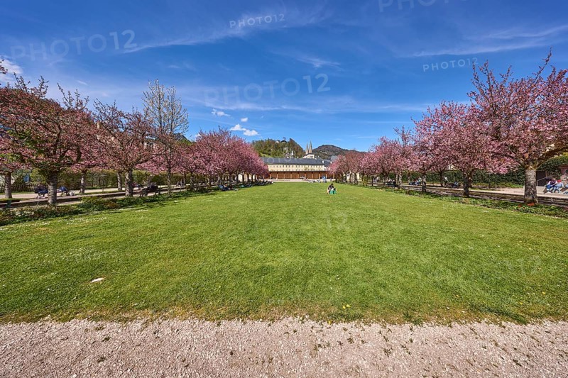 Spa garden Berchtesgaden, park, lawn, paths, flowering trees, Japanese flowering cherry (Prunus serrulata), blue sky, cumulus clouds, cirrostratus clouds, Berchtesgaden, Upper Bavaria, district Berchtesgadener Land, Bavaria, Germany