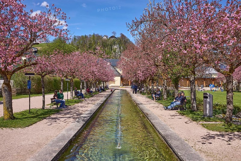 Berchtesgaden spa gardens, fountain, park, blossoming trees, Japanese flowering cherry (Prunus serrulata), lawn, paths, benches, hill, coniferous forest, blue sky, cumulus clouds, Berchtesgaden, Upper Bavaria, Berchtesgadener Land district, Bavaria, Germany