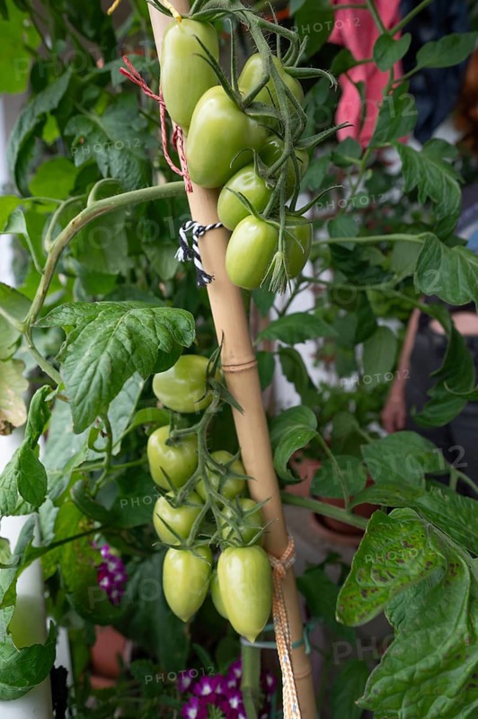 Green tomatoes (Solanum lycopersicum) on the plant, supported by a bamboo stick, Bavaria, Germany