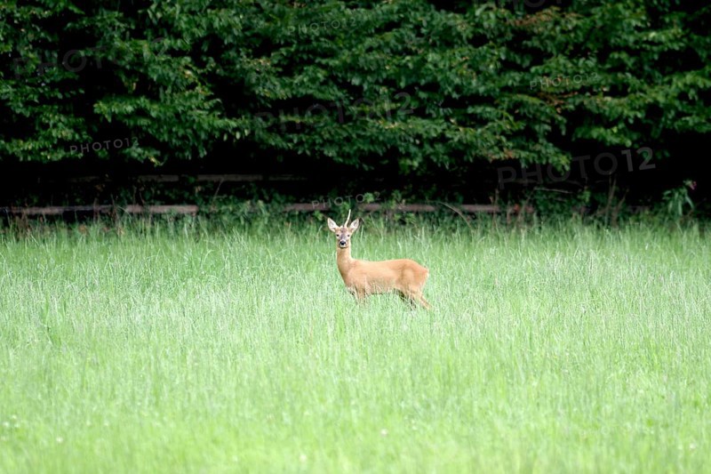 Roe deer (Capreolus capreolus), male, unicorn, meadow, North Rhine-Westphalia, Germany, A roebuck with only one set of horns