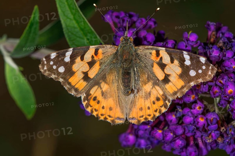A lady butterfly (Vanessa cardui) with patterned wings on a flower panicle of the butterfly bush (Buddleja), Baden- Württemberg, Germany