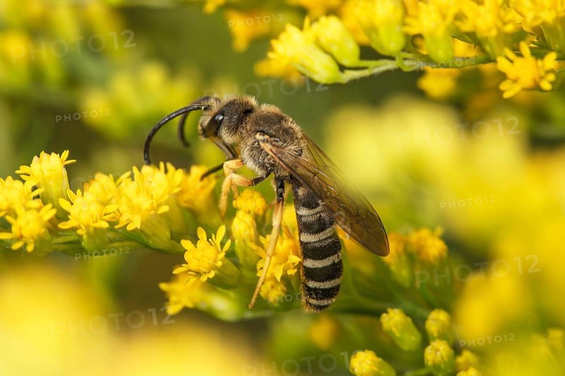 A yellow-banded furrow bee (Halictus scabiosae) sits on yellow flowers of Solidago canadensis (Solidago canadensis) and collects nectar, Baden-Württemberg, Germany