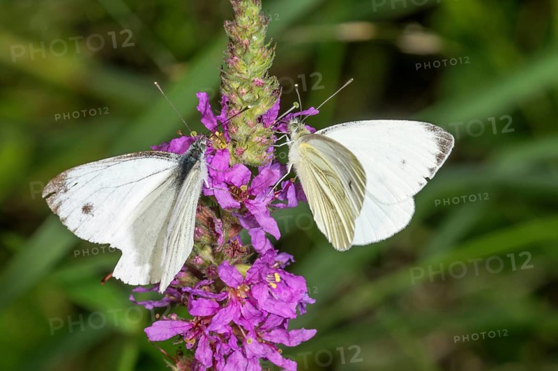 Two rapeseed white butterflies (Pieris napi) on purple loosestrife (Lythrum salicaria), Baden-Württemberg, Germany