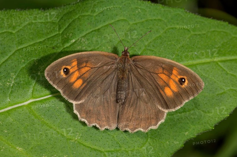 A female ox-eye (Maniola jurtina) with orange-coloured dots sunbathing on a leaf, Baden-Württemberg, Germany