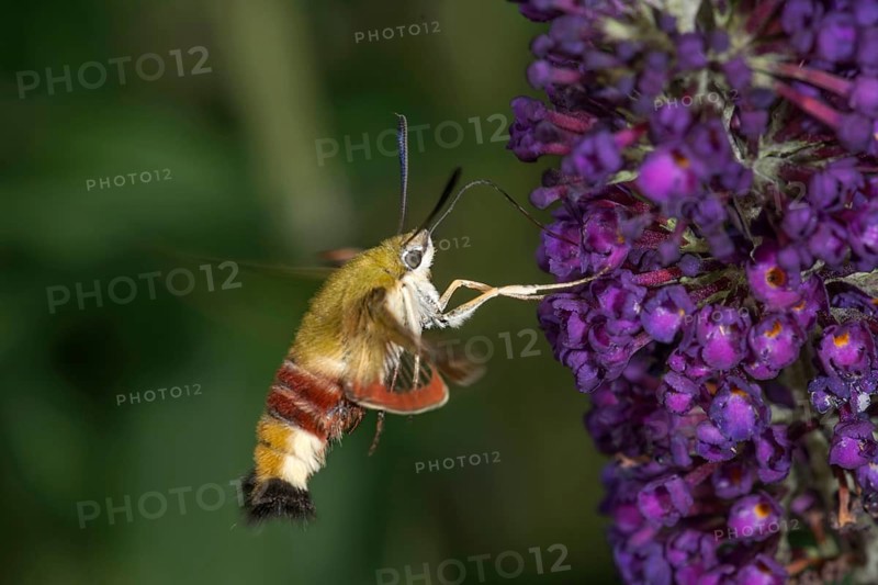 A bumblebee hawkmoth (Hemaris fuciformis) sucking nectar from a flower of the butterfly bush, Baden-Württemberg, Germany