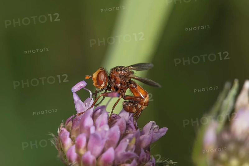 Close-up of a broad-fronted bladderwrack (Sicus ferrugineus) on a flower of the forest widow flower, Baden-Württemberg, Germany