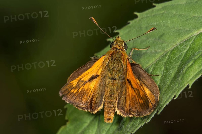 A comma butterfly (Hesperia comma) with orange-coloured wings sitting on a leaf, Baden-Württemberg, Germany