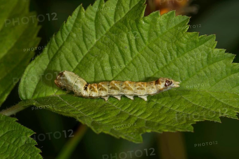 A caterpillar of the rose owl (Thyatira batis) on a green leaf in a natural environment, Baden-Württemberg, Germany