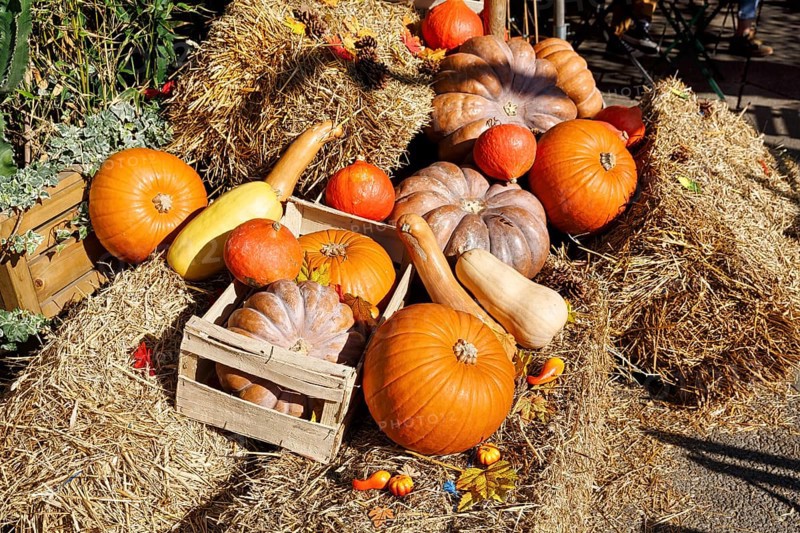 Various pumpkins on straw bales, autumn decoration, Saintes-Maries-de-la-Mer, Camargue, France