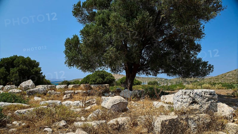 Ancient tree and scattered ruins in a natural landscape under a bright blue sky, Artemis Temple, Artemis, Diana, goddess of the hunt, altar. Church, tower, near the airport in the north of the island, Leros, Dodecanese, Greek Islands, Greece