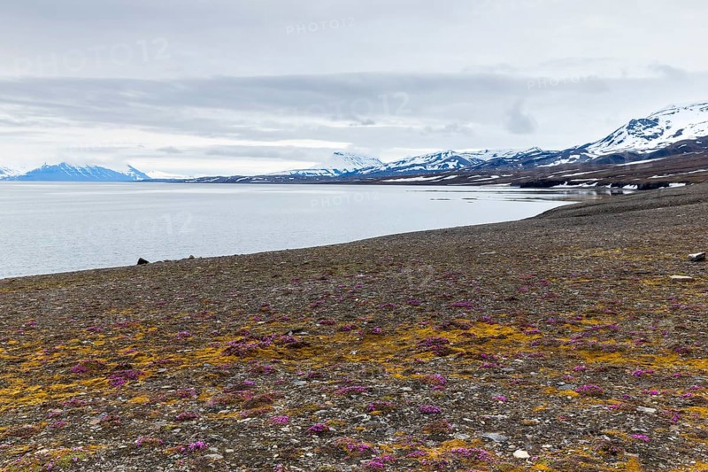 Red saxifrage (Saxifraga oppositifolia) on a gravel beach, Saxifragaceae, mountain range, snow, sea, arctic spring, Bamsebu, Spitsbergen, Svalbard