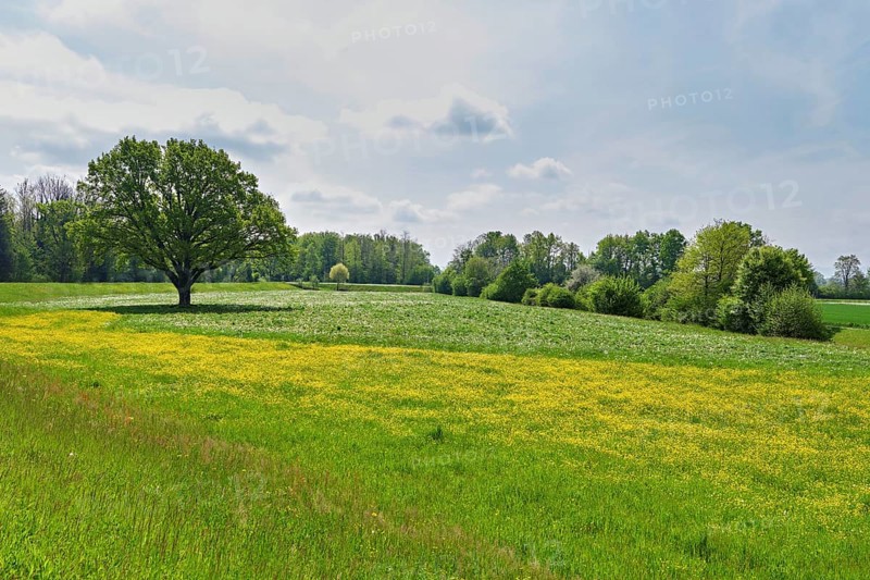 English oak (Quercus robur), in meadow of flowering buttercup, Freiamt, Canton Aargau, Switzerland