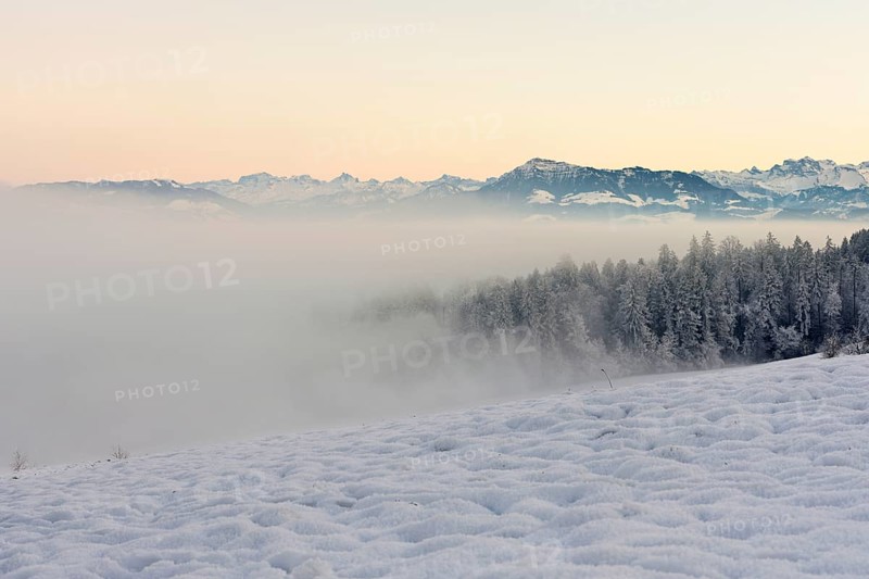 Freshly snow-covered forest in the fog, behind the Alps with Rigi, Horben, Freiamt, Canton Aargau, Switzerland