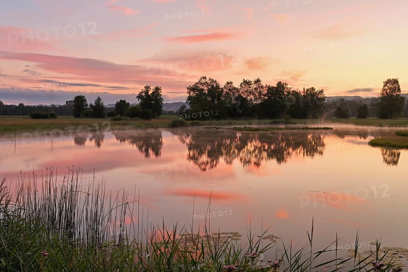 Morning atmosphere at a pond in the Schoren nature reserve, Mühlau, Freiamt, Canton Aargau, Switzerland