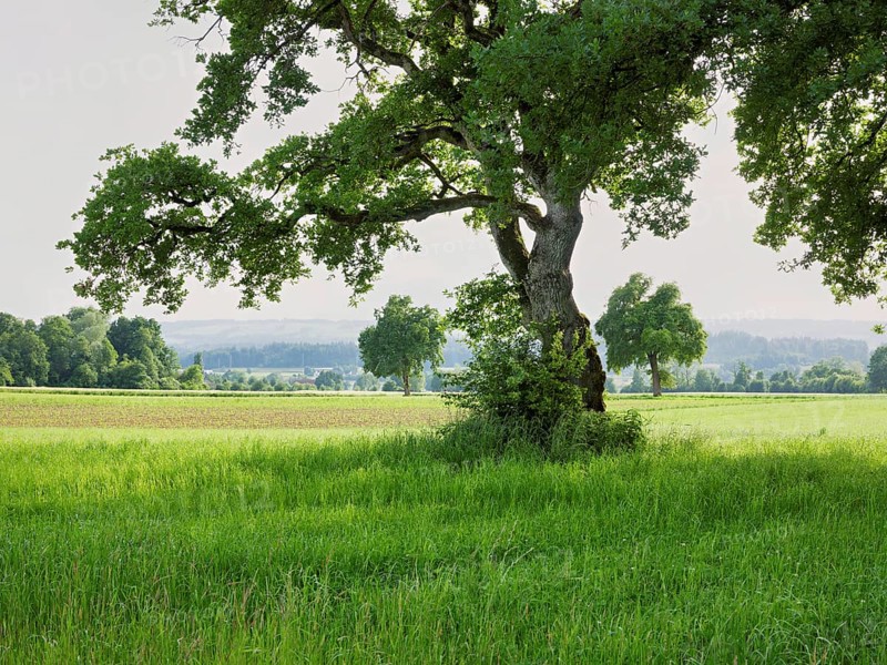 English oak (Quercus robur), standing in meadow, Siebeneichen nature reserve, Freiamt, Canton Aargau, Switzerland