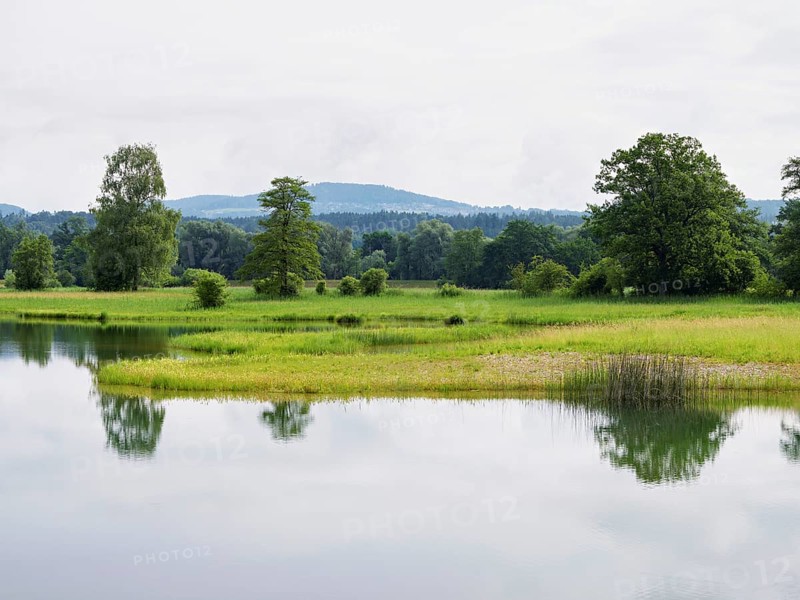 Pond in the Schoren nature reserve, Mühlau, Freiamt, Canton Aargau, Switzerland