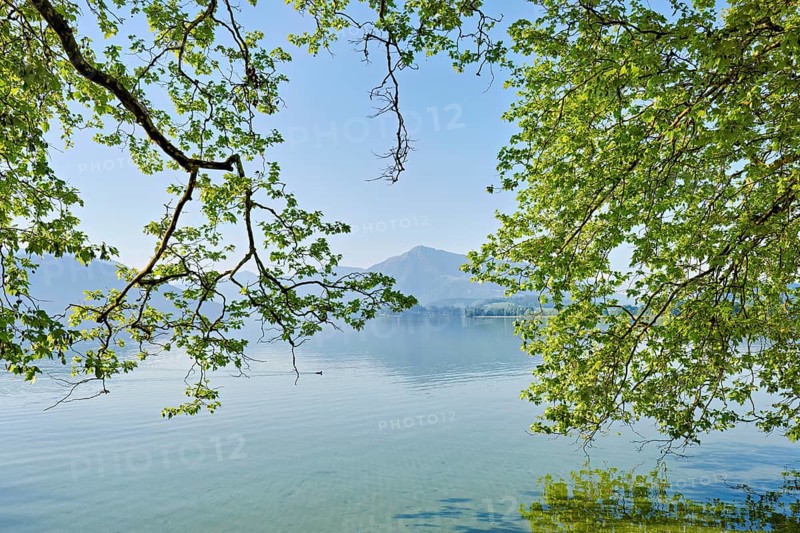 Lake Zug with tree in the foreground, Rigi in the background, Villette, Park, Cham, Canton Zug, Switzerland
