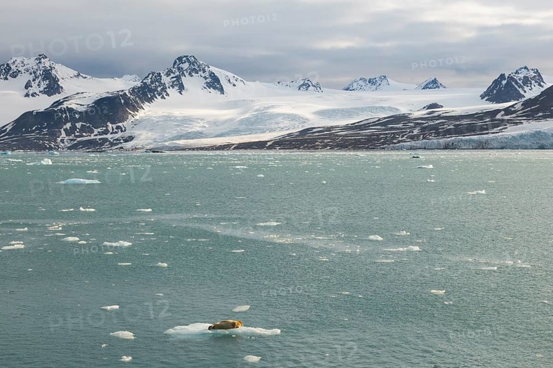 Bearded seal (Erignathus barbatus) on ice floe in front of glacier between mountains, Lillienhöökbreen, Spitsbergen