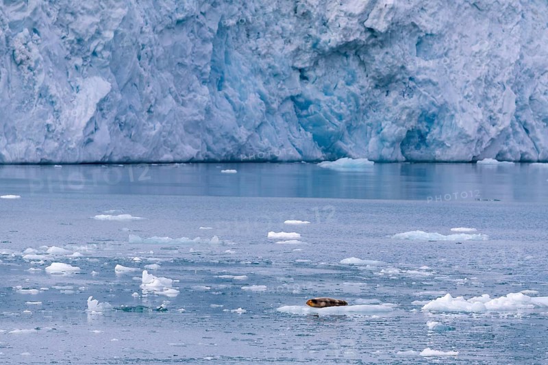 Bearded seal (Erignathus barbatus) on an ice floe in front of a glacier tongue, Lillienhöökbreen, Spitsbergen, Svalbard