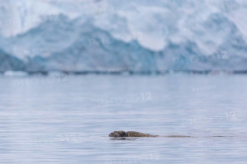 Walrus (Rosmarus arcticus) swimming in the water in front of a glacier tongue, Mammals (Mammalia), Gravnesodden, Spitsbergen, Svalbard