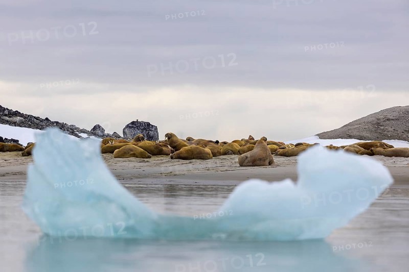 Group of walruses (Rosmarus arcticus) lying on the beach, drift ice, Mammals (Mammalia), Gravnesodden, Spitsbergen, Svalbard