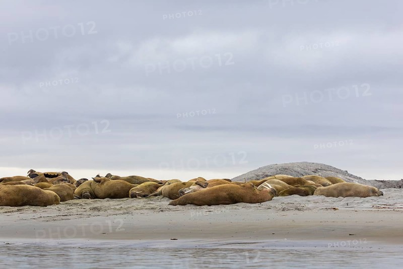 Group of walruses (Rosmarus arcticus) lying on the beach, Mammals (Mammalia), Gravnesodden, Spitsbergen, Svalbard