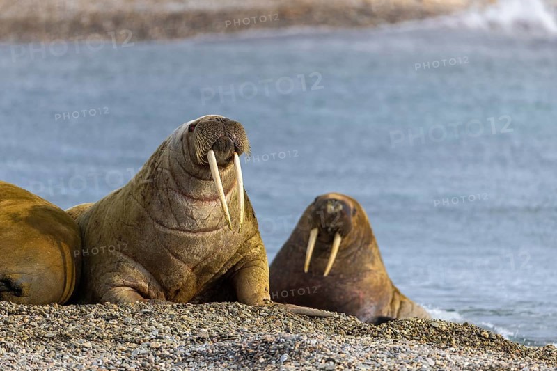 Two walruses (Rosmarus arcticus) on the beach, Mammals (Mammalia), Eolusneset, Spitsbergen, Svalbard