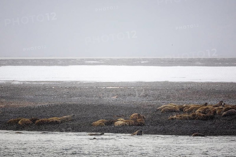 Group of walrus (Rosmarus arcticus) in the snow on the beach, Mammals (Mammalia), Moffen Island, Spitsbergen, Svalbard