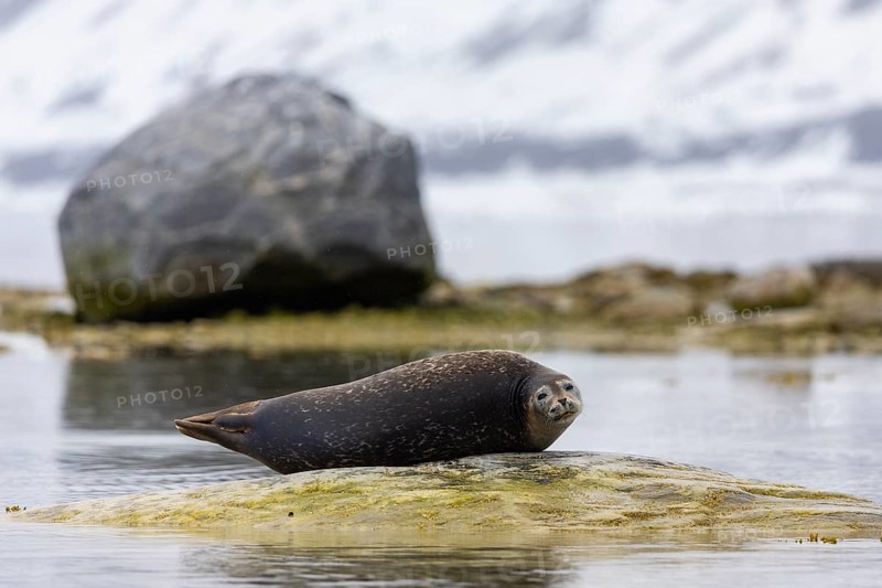 Harbour seal (Phoca vitulina) lying on a stone in the water, Mammals (Mammalia), Gravnesodden, Spitsbergen, Svalbard