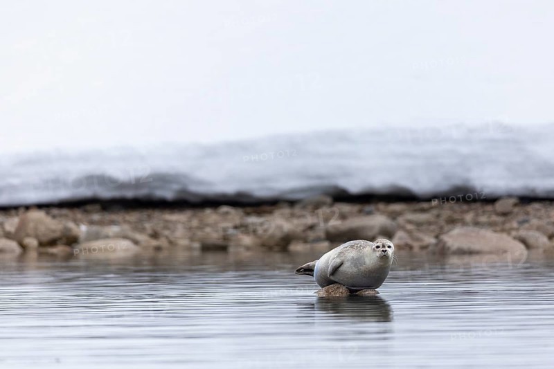 Harbour seal (Phoca vitulina) lying on a stone in the water, Mammals (Mammalia), Smeerenburgbreen, Spitsbergen, Svalbard