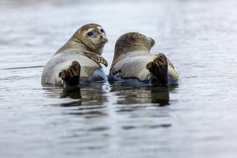 Two harbour seals (Phoca vitulina) lying on stones in the water, Mammals (Mammalia), Smeerenburgbreen, Spitsbergen, Svalbard