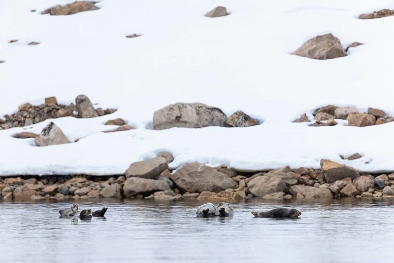 Group of harbour seals (Phoca vitulina) lying on stones in the water, Mammals (Mammalia), Smeerenburgbreen, Spitsbergen, Svalbard