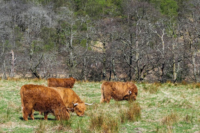 Highland Cattle, Scottish breed of rustic cattle, Highland, Scotland, UK